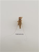 藏品(直翅目(1))的圖片